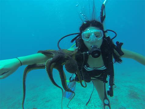 Rainbow Scuba Diving Hawaii: Beginners Scuba Diving Hawaii