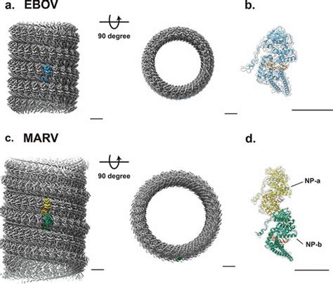 Structural Research Of Filoviridae Creative Biostructure