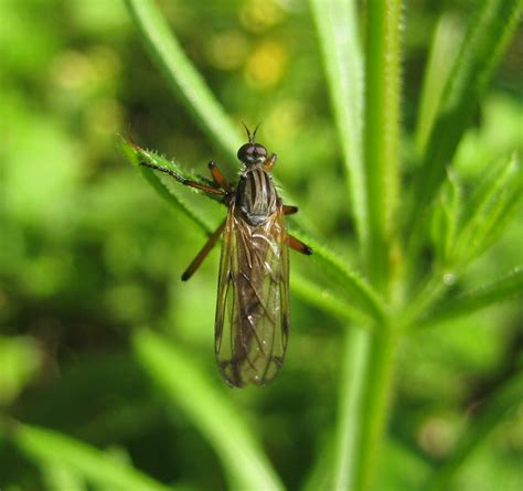 R F Insecta Diptera Empididae Empis Leptempis Sp