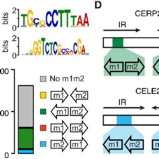 TE Enrichment At Germline Specific Elements In C Elegans A Example