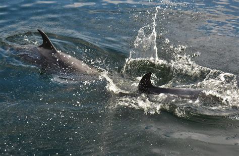 Bottlenose Dolphin New Zealand Marine Mammals