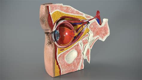 Oog Anatomie Dwarsdoorsnede Rechts 3D Model 229 3ds Blend C4d