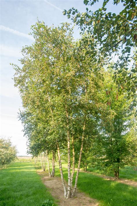 Betula Pendula Betula Pendula Back Gardens Ornamental Trees