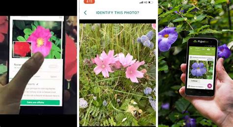 Applications Pour Identifier Une Plante Facilement