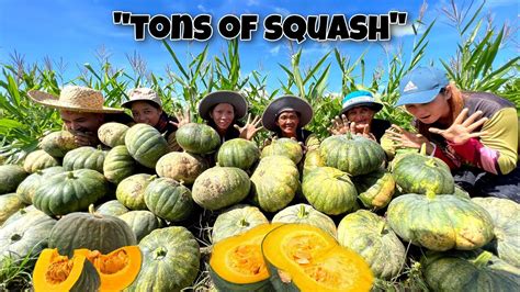 Ep 312 Harvesting Tons Of Squash Life In The Province Philippines