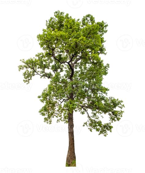 Tree On Transparent Background With Clipping Path Single Tree With