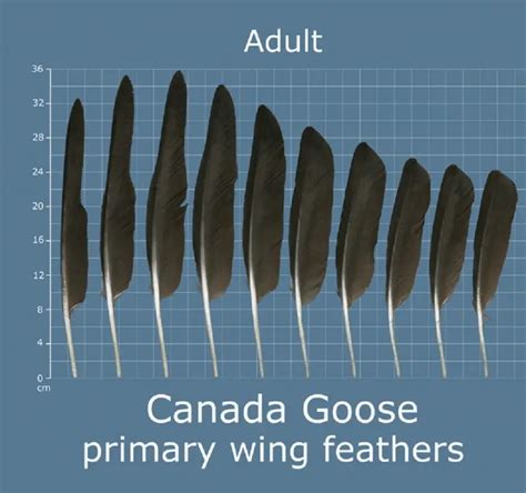 How To Identify Goose Feathers Ultimate Guide On Recognizing Goose