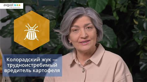 Жукоед от колорадского жука. Инструкция и особенности применения - YouTube