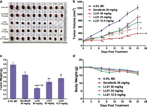 The Antitumor Efficiency Of Ll In Hepg Xenograft Mode A Tumor