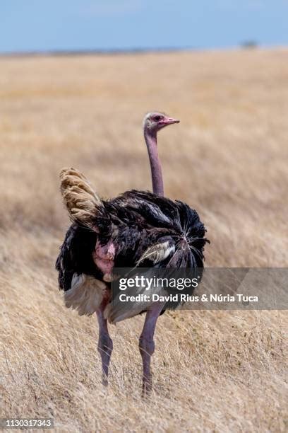 160 Ostrich Hunting Stock Photos High Res Pictures And Images Getty