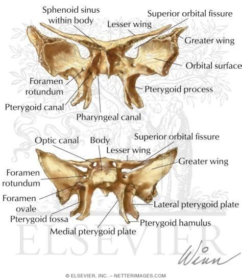 Sphenoid Bone Markings