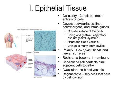 Epithelium Cells Tissues And Histology