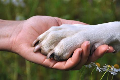 Gente Que No Habla A Los Perros Y Ladra A Los Humanos Blog Vozalia