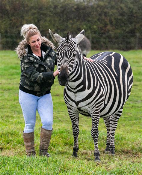 Zebra Crossing 248039 Swns