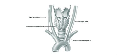 Anatomy Of The Recurrent Laryngeal Nerves Download Scientific Diagram