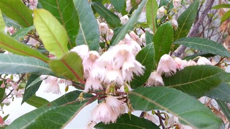 Elaeocarpus Reticulatus Tree Blueberry Ash Ghiocel Hd 01 Youtube