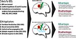 Frontiers Stimulation Mapping Using Stereoelectroencephalography