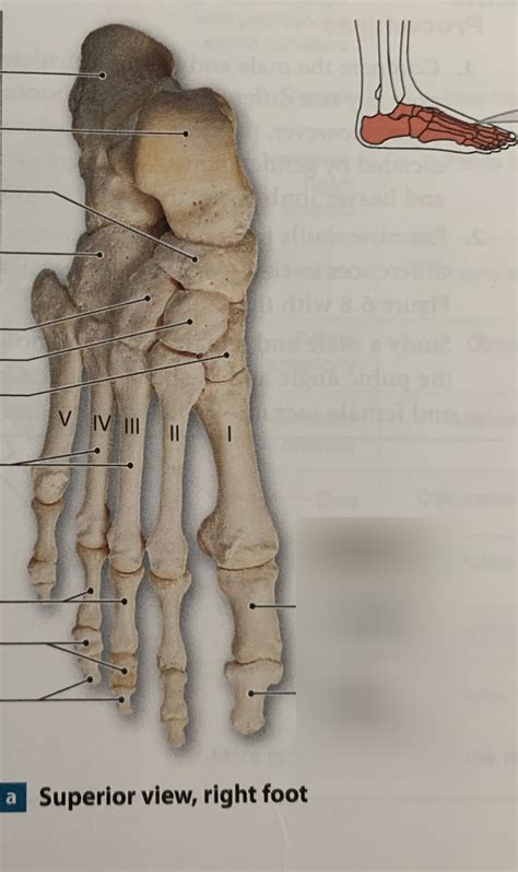 Lab Quiz Tarsals Metatarsals And Phalanges Diagram Quizlet