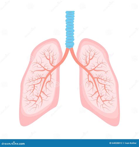 Human Lung Illustration Stock Vector Illustration Of Organ 64028812