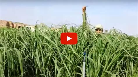 Siambaza Mombasa Grass Panicum Maximum Tropical Seedstropical Seeds