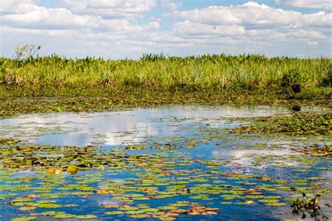 Humedales En La Reserva De Naturaleza Esteros Del Ibera Imagen De