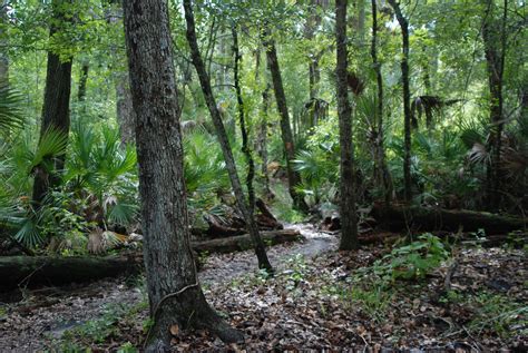 Florida Trail for Scouting | Florida Hikes!