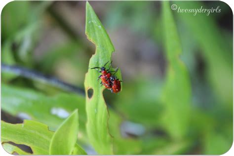 Grandparents & Grandchildren: Red Lily Beetles