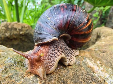 Invasive Giant African Land Snails Cause Quarantine In Florida S