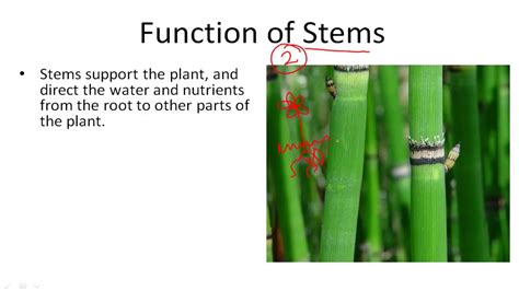 Function Of Stem In Plants Plant Ideas