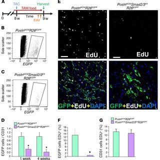 Fibroblast Specific Deletion Of Canonical Tgf Signaling Reduces