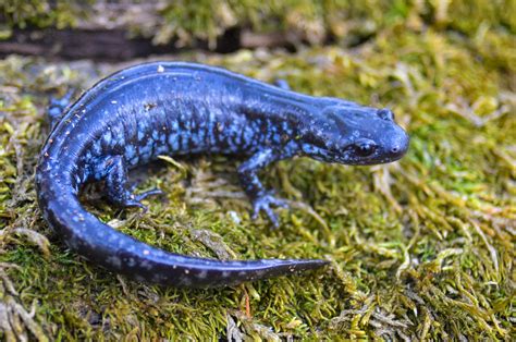 EDGE Can Conduct Blue-Spotted Salamander Surveys and Assessments in