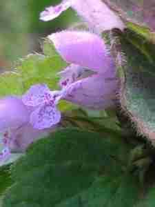 Red Dead-Nettle loved by bees - Thyme Breaks