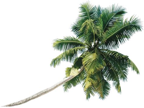 Beach Coconut Tree Tropical Foliage And Green Leaves Free Clipart Png All