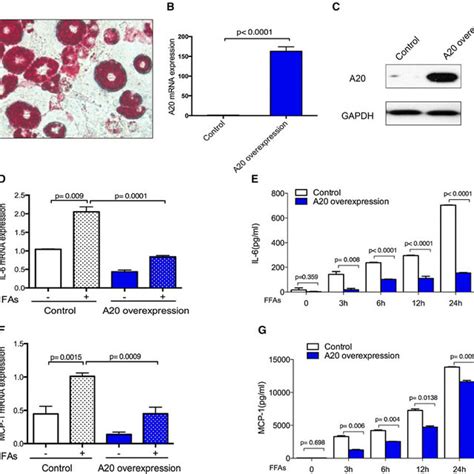 A20 Overexpression Inhibited Il 6 And Mcp 1 Expression And Secretion A