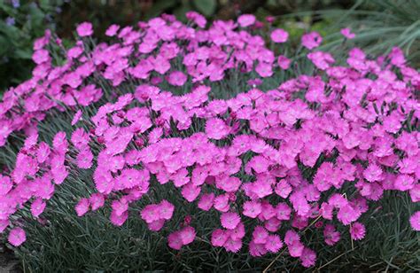 Dianthus, Fire Wich #1 – Mulder's Nursery LLC