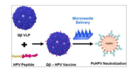 Dissolving Microneedle Delivery Of A Prophylactic Hpv Vaccine