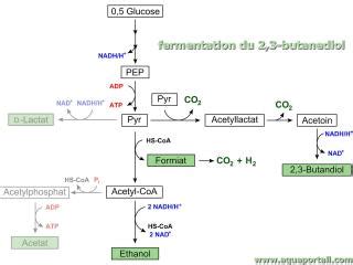 Ntroduire Imagen Fermentation Alcoolique Formule Fr Thptnganamst