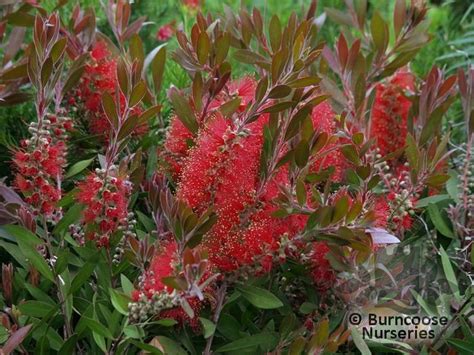 Callistemon Citrinus Splendens From Burncoose Nurseries