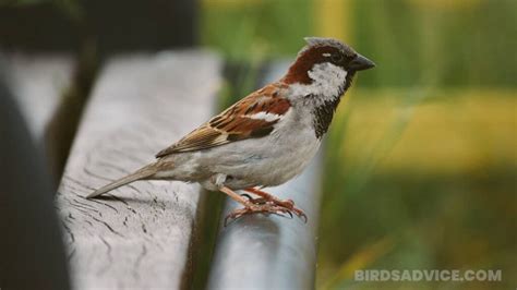 What Do Sparrows Eat A Complete Guide Of Feeding Sparrows