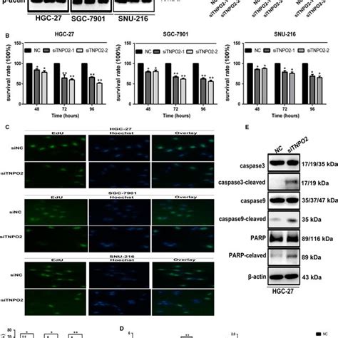 Overexpression Of Tnpo2 Promoted Gastric Cancer Cell Proliferation And