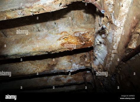 Dry Rot Fungus Fruiting Body Serpula Lacrymans Spread Onto Brickwork