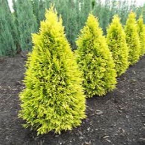 Arborvitae Golden Spire - Bergman Nurseries