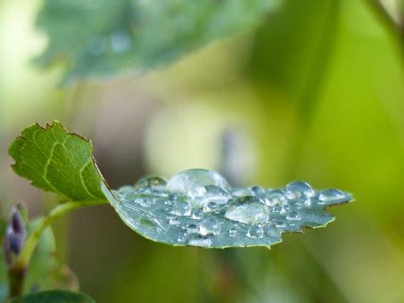 Free Images Tree Water Nature Forest Grass Branch Drop Dew