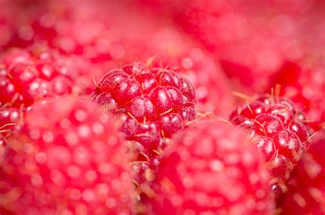 Cranberries Background Stock Image Image Of Detail 230445867