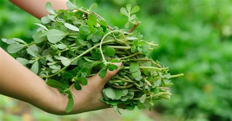 Beldroega: conheça seus benefícios para a saúde