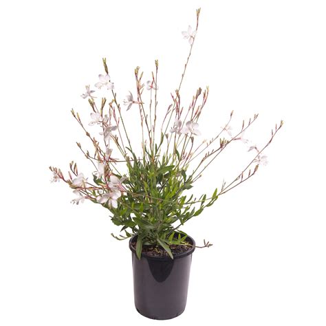 140mm Butterfly Bush Gaura Lindheimeri Bunnings Australia