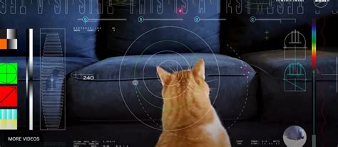 Earth Just Received A Laser Beamed Cat Video From Million Miles Away