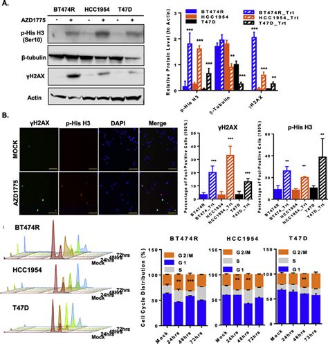 Azd Inhibits Proliferation Of Trr Cells By Arresting Cells At G M