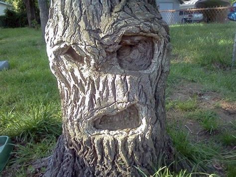 20 Faces In Trees and Rock-Formations That You Won't Be Able To Unsee ...