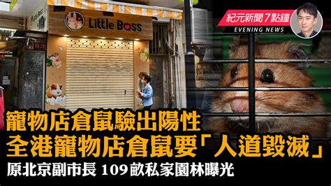 【118 紀元新聞7點鐘】寵物店倉鼠驗出陽性 全港寵物店倉鼠要「人道毀滅」｜大紀元時報 香港｜獨立敢言的良心媒體